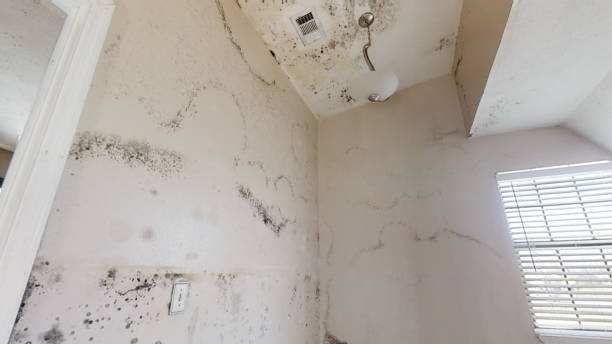 Best Mold Remediation for Healthcare Facilities  in Hemlock, MI
