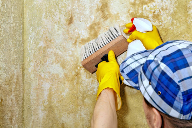 Best Mold Damage Restoration  in Hemlock, MI
