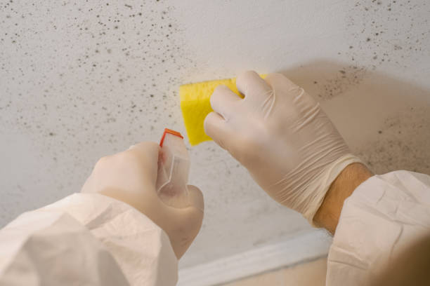 Best Environmental Consulting for Mold Prevention  in Hemlock, MI