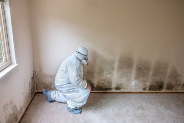 Best Post-Construction Mold Inspection  in Hemlock, MI