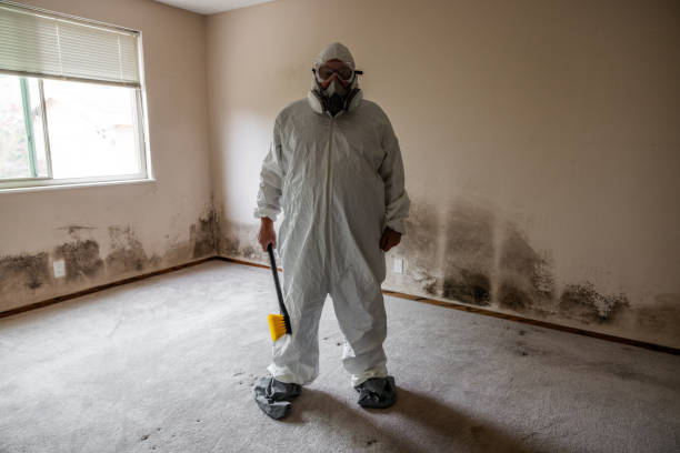 Best Water Damage & Mold Remediation  in Hemlock, MI