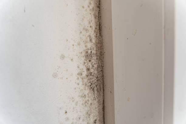 Best Black Mold Removal  in Hemlock, MI