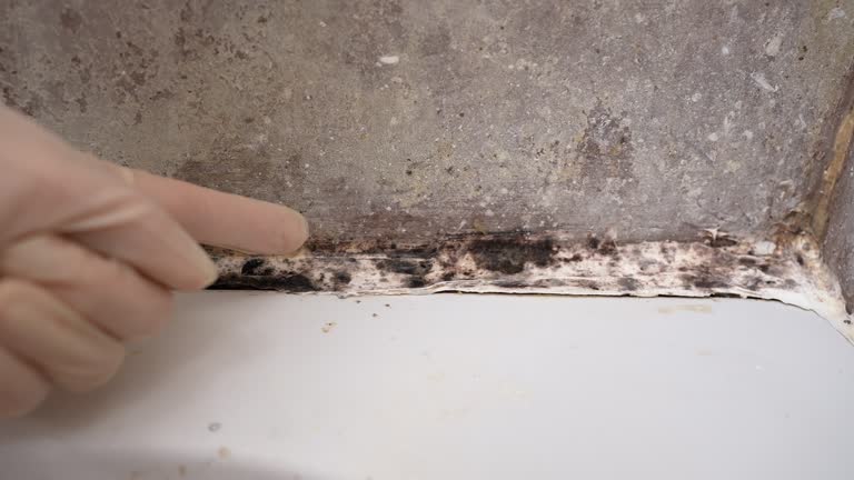Best Forensic Mold Investigation  in Hemlock, MI